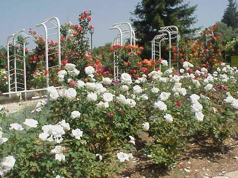 Róża wielkokwiatowa biała Pascali Large flowered white rose Pascali