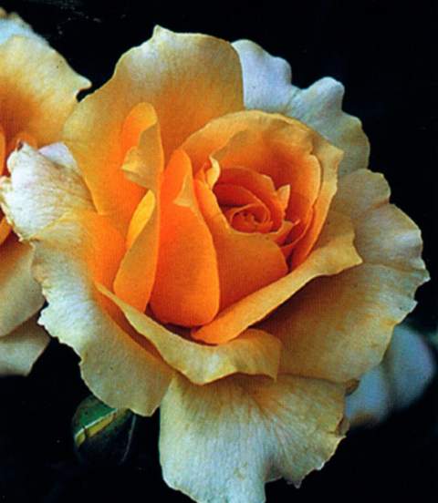 Róża wielkokwiatowa brzoskwiniowo-żółta Casanova Large flowered peach yellow rose Casanova