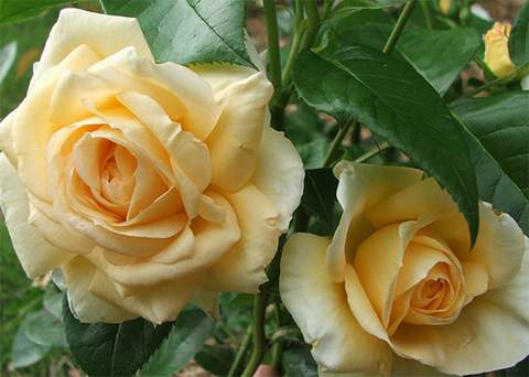 Róża wielkokwiatowa brzoskwiniowo-żółta Casanova Large flowered peach yellow rose Casanova