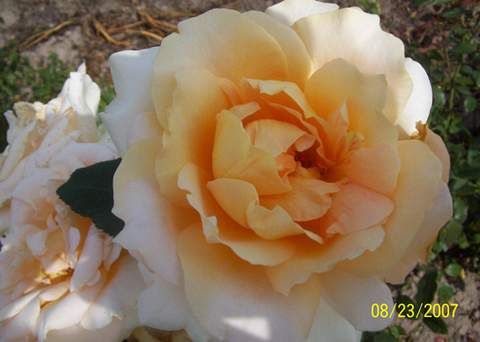 Róża wielkokwiatowa brzoskwiniowo-żółta Casanova Large flowered peach yellow rose Casanova