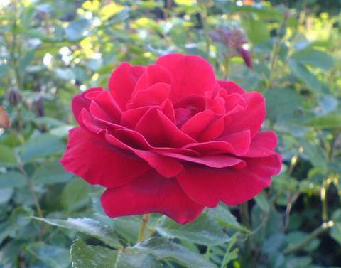 Róża wielkokwiatowa ciemnoczerwona aksamitna Mr Lincoln Large flowered dark red rose Mr Lincoln