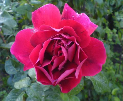 Róża wielkokwiatowa ciemnoczerwona aksamitna Mr Lincoln Large flowered dark red rose Mr Lincoln