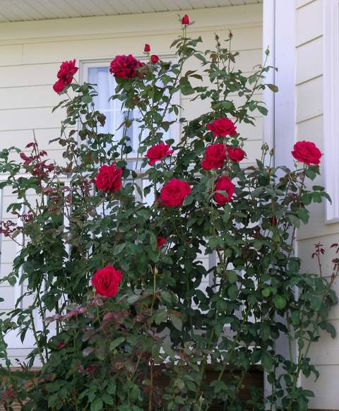 Róża wielkokwiatowa ciemnoczerwona aksamitna Mr Lincoln Large flowered dark red rose Mr Lincoln
