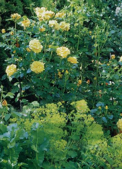 Róża wielkokwiatowa cytrynowa Berolina Large flowered citric rose Berolina