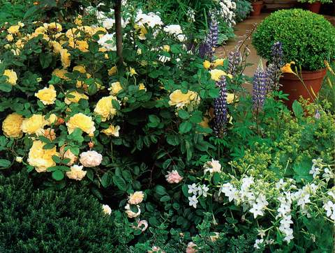 Róża wielkokwiatowa cytrynowa Berolina Large flowered citric rose Berolina