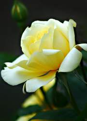 Róża wielkokwiatowa cytrynowa Berolina Large flowered citric rose Berolina