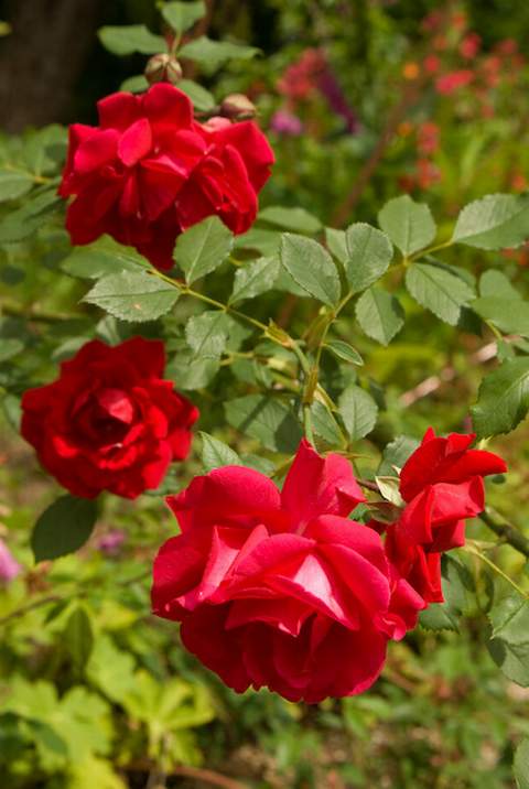 Róża wielkokwiatowa czerwona Dama de Coeur Large flowered red rose Dama de Coeur