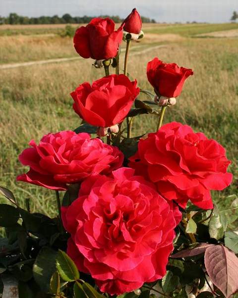 Róża wielkokwiatowa czerwona Dama de Coeur Large flowered red rose Dama de Coeur