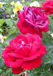 Róża wielkokwiatowa czerwona Dama de Coeur Large flowered red rose Dama de Coeur