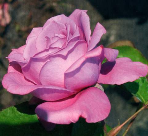 Róża wielkokwiatowa fioletowa Violette Perfume Large flowered purple rose Violette Perfume