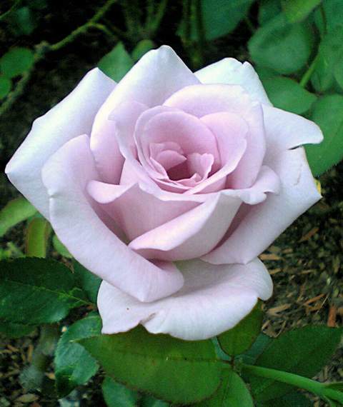 Róża wielkokwiatowa fioletowa Violette Perfume Large flowered purple rose Violette Perfume