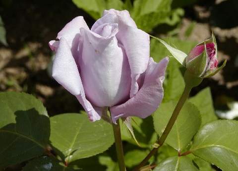 Róża wielkokwiatowa fioletowa Violette Perfume Large flowered purple rose Violette Perfume