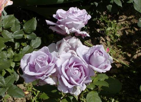 Róża wielkokwiatowa fioletowa Violette Perfume Large flowered purple rose Violette Perfume