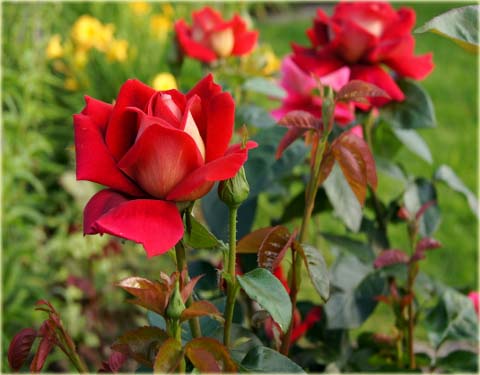 Róża wielkokwiatowa Kronenburg Large flowered rose Kronenburg