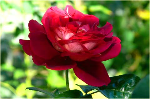 Róża wielkokwiatowa Kronenburg Large flowered rose Kronenburg