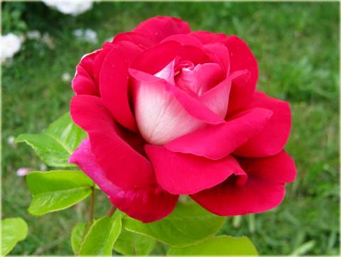 Róża wielkokwiatowa Kronenburg Large flowered rose Kronenburg