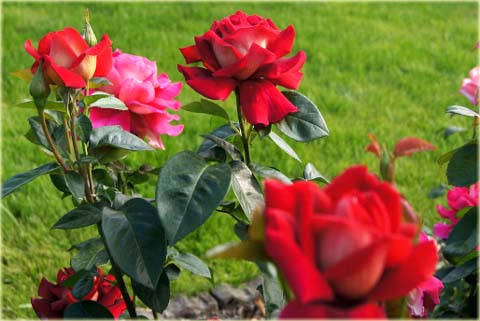 Róża wielkokwiatowa Kronenburg Large flowered rose Kronenburg