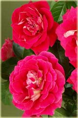 Róża wielkokwiatowa Kronenburg Large flowered rose Kronenburg