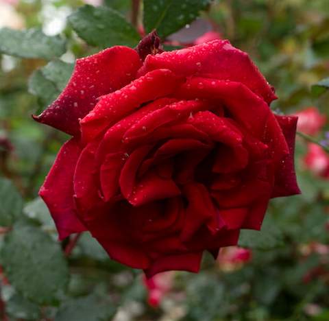 Róża wielkokwiatowa krwisto czerwona Burgund Large flowered red blood rose Burgund