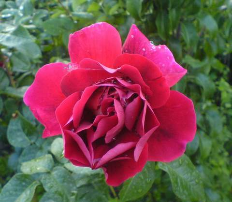 Róża wielkokwiatowa krwisto czerwona Burgund Large flowered red blood rose Burgund