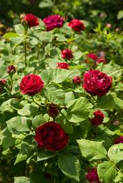 Róża wielkokwiatowa krwisto czerwona Burgund Large flowered red blood rose Burgund