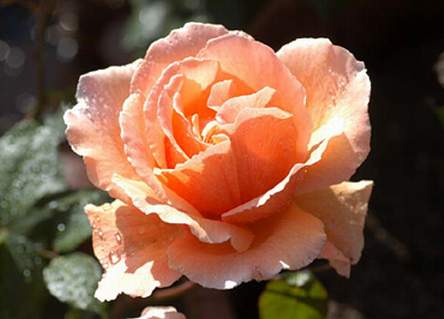 Róża wielkokwiatowa łososiowa Diana de Portie Large flowered salmon rose Diana de Portie