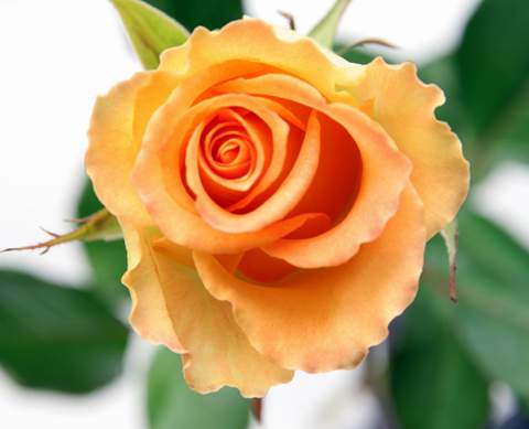 Róża wielkokwiatowa łososiowa Diana de Portie Large flowered salmon rose Diana de Portie