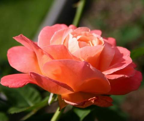 Róża wielkokwiatowa łososiowa Diana de Portie Large flowered salmon rose Diana de Portie