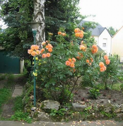 Róża wielkokwiatowa łososiowa Diana de Portie Large flowered salmon rose Diana de Portie