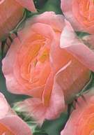 Róża wielkokwiatowa łososiowa Diana de Portie Large flowered salmon rose Diana de Portie