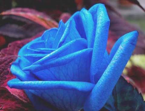 Róża wielkokwiatowa niebieska Blue Sky Large flowered blue rose Blue Sky