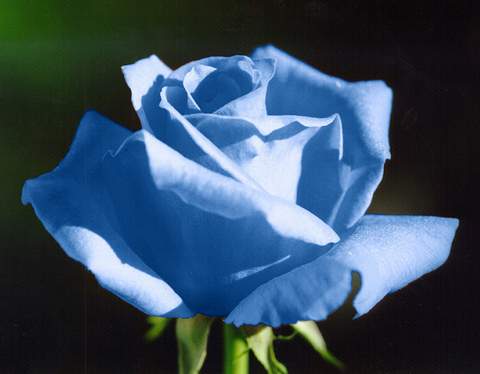 Róża wielkokwiatowa niebieska Blue Sky Large flowered blue rose Blue Sky