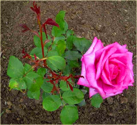 Róża wielkowiatowa Perola Large flowered rose Parole