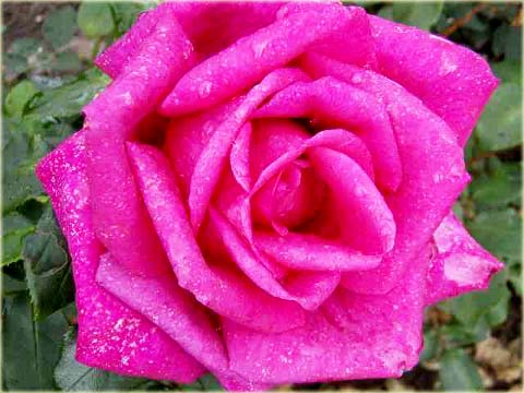 Róża wielkowiatowa Perola Large flowered rose Parole