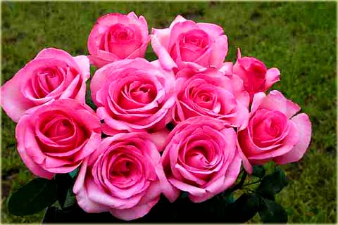 Róża wielkowiatowa Perola Large flowered rose Parole