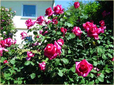 Róża wielkowiatowa Perola Large flowered rose Parole