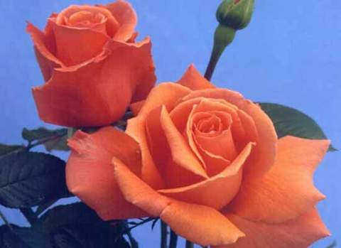 Róża wielkokwiatowa pomarańczowa Doris Large flowered orange rose Doris