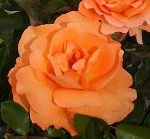 Róża wielkokwiatowa pomarańczowa Doris Large flowered orange rose Doris