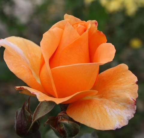 Róża wielkokwiatowa pomarańczowa Doris Large flowered orange rose Doris