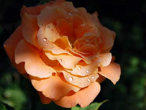 Róża wielkokwiatowa pomarańczowa Doris Large flowered orange rose Doris