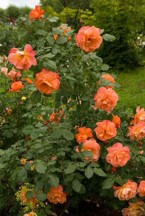 Róża wielkokwiatowa pomarańczowa Doris Large flowered orange rose Doris