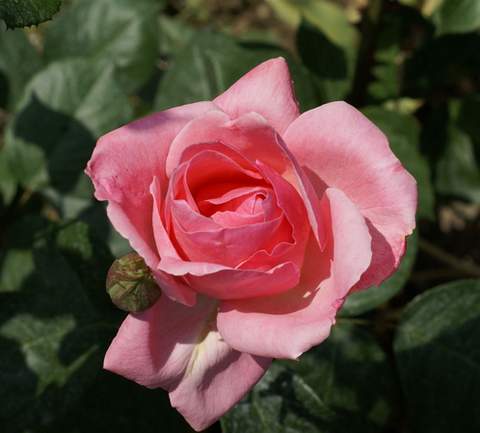 Róża wielkokwiatowa różowa Bel Ange Large flowered pink rose Bel Ange