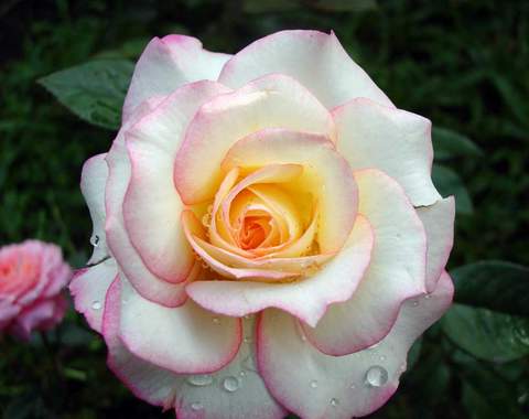 Róża wielkokwiatowa różowo-biała Dessa Large flowered pink-white rose Dessa