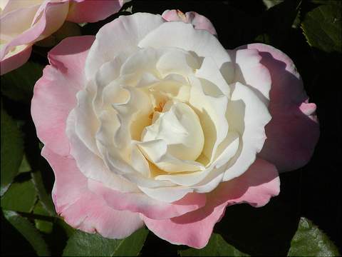 Róża wielkokwiatowa różowo-biała Dessa Large flowered pink-white rose Dessa