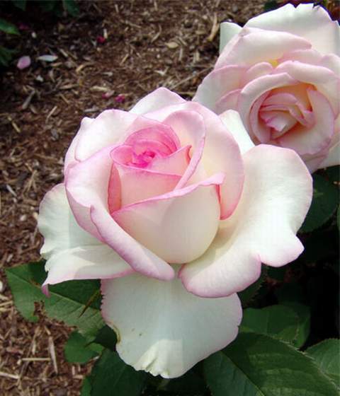 Róża wielkokwiatowa różowo-biała Dessa Large flowered pink-white rose Dessa