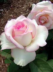 Róża wielkokwiatowa różowo-biała Dessa Large flowered pink-white rose Dessa