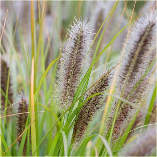 Rozplenica japońska Hameln Pennisetum alopecuroides Hamel