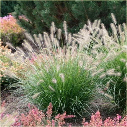 Rozplenica japońska Hameln Pennisetum alopecuroides Hamel