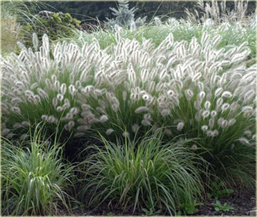 Rozplenica japońska Hameln Pennisetum alopecuroides Hamel