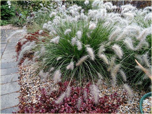 Rozplenica japońska Hameln Pennisetum alopecuroides Hamel